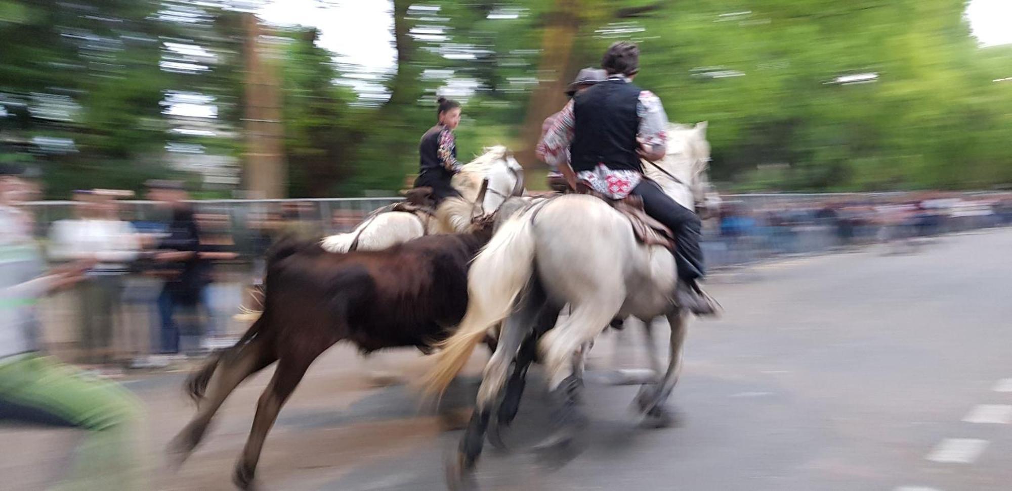 Le Cheval Blanc Otel Arles Dış mekan fotoğraf